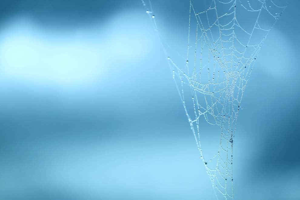 telaraña